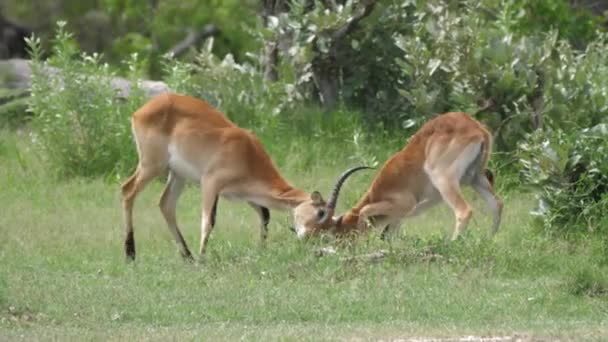 Dois Lechwe Param Lutar Vão Embora Reserva Moremi Botsuana — Vídeo de Stock