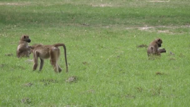 Två Babianer Går Runt Gräsplan Moremi Game Reserve Botswana — Stockvideo