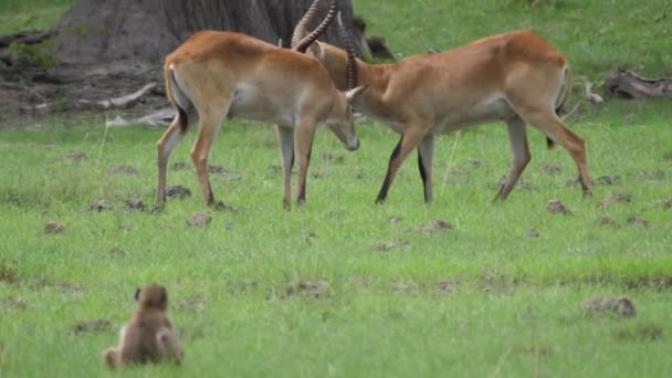 在博茨瓦纳的莫雷米野生动物保护区 两只Lechwe锁住了角并展开了战斗 — 图库视频影像