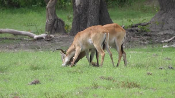 Δύο Κέρατα Lechwe Κλείδωμα Στο Moremi Αποθεματικό Παιχνίδι Στην Μποτσουάνα — Αρχείο Βίντεο