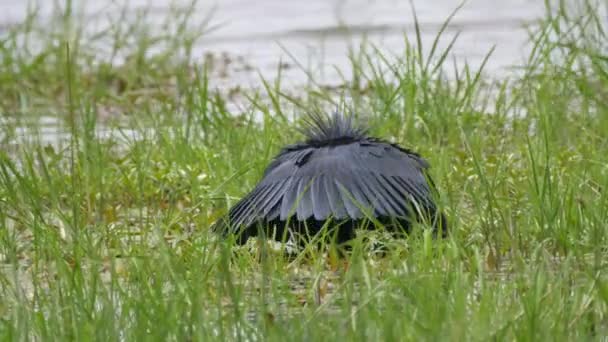 Garza Negra Cazando Peces — Vídeos de Stock