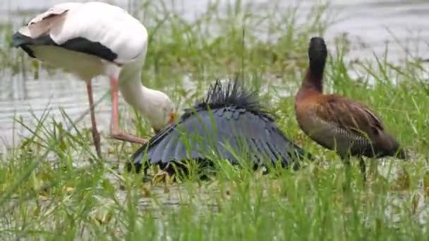 黄嘴鹤和黑头苍鹭捕猎鱼 — 图库视频影像