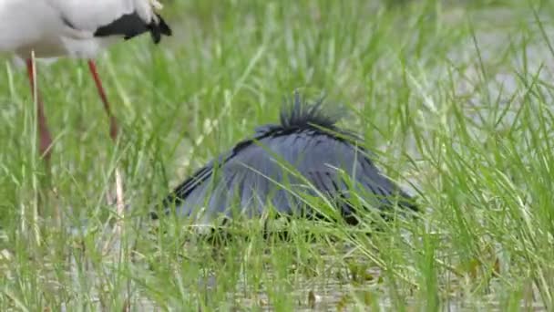 博茨瓦纳莫雷米野生动物保护区 一只黄嘴鹤和一只黑鹭正在捕猎鱼类 — 图库视频影像