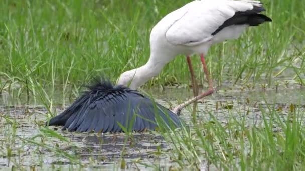 Gulnäbbad Stork Och Svart Häger Jakt Efter Fisk — Stockvideo