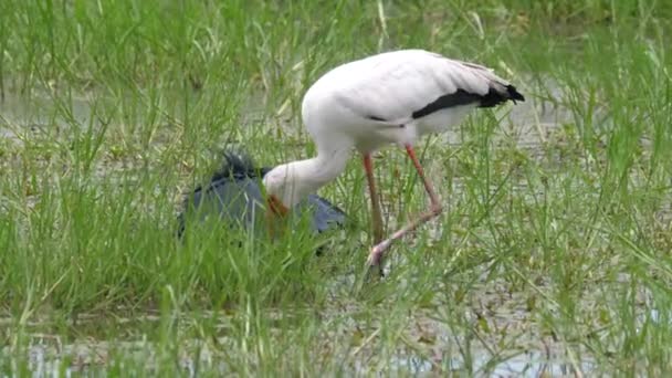 Gulnäbbad Stork Och Svart Häger Jakt Efter Fisk — Stockvideo