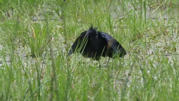 Garza Negra Cazando Peces — Vídeo de stock