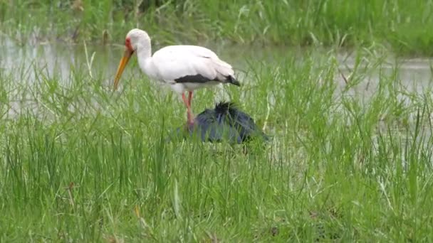 Gulnäbbad Stork Och Svart Häger Jakt Efter Fisk — Stockvideo