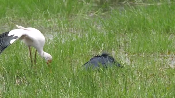 Gulnäbbad Stork Och Svart Häger Jakt Efter Fisk — Stockvideo