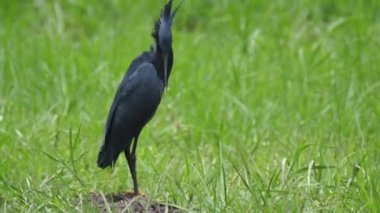 Kara balıkçıl tüylerini temizliyor.
