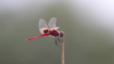 Kırmızı yusufçuk bir dala oturmuş