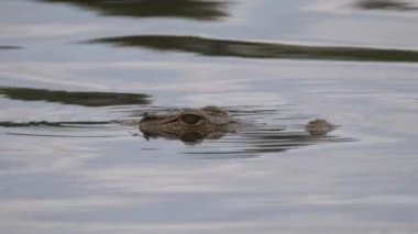 Botswana 'daki Moremi Oyun Rezervi' nde bir göldeki timsahtan yaklaş.
