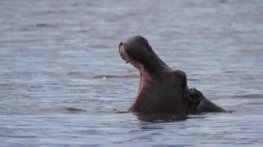 Gölde esneme suaygırı