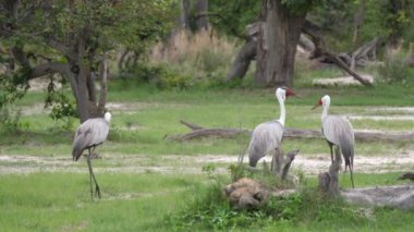 Etrafta dolaşan üç boynuzlu turna kuşu