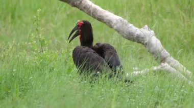 Güneyli boynuz gagalı otlakta yürüyor