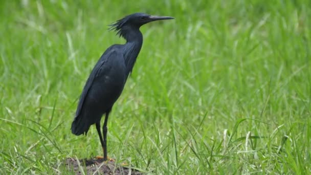 Zwarte Reiger Kijkt Zich Heen — Stockvideo