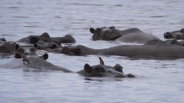 湖中河马背上的黄嘴啄牛 — 图库视频影像