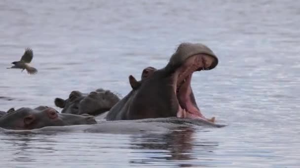 Hippo Yawning Yellow Billed Oxpecker Flies Away — Stock Video