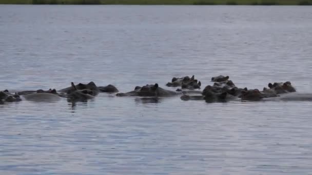Grupo Hipopótamos Lago — Vídeos de Stock