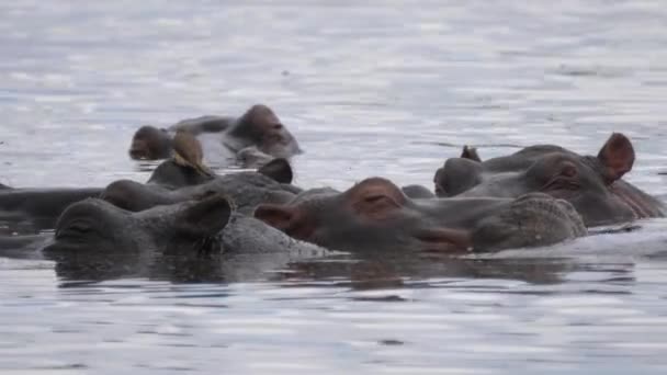 Buoi Becco Giallo Mangiano Zecche Altri Insetti Dalla Pelle Degli — Video Stock