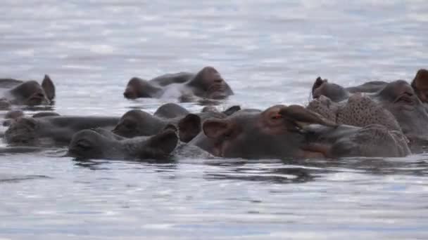 Żółtodzioby Jedzą Kleszcze Inne Owady Skóry Hipopotama — Wideo stockowe