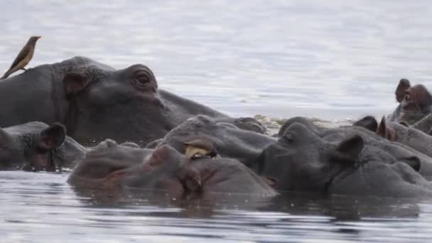 Żółtodzioby Jedzą Kleszcze Inne Owady Skóry Hipopotama — Wideo stockowe