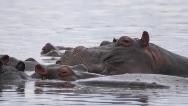 Groep Nijlpaarden Die Een Meer Slapen — Stockvideo