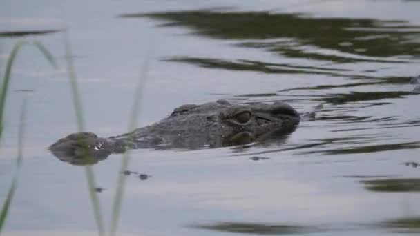 Krokodil Sjö Vid Moremi Game Reserve Botswana — Stockvideo