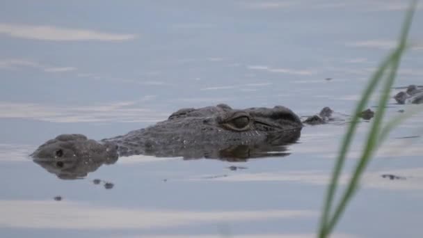 Crocodile dans un lac à Moremi Game Reserve, Botswana 