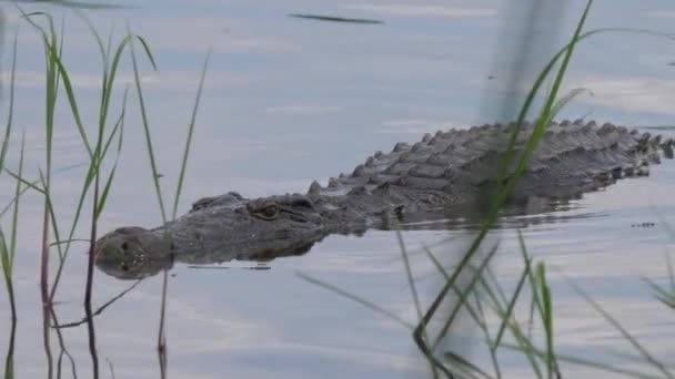 Krokodil Einem See Moremi Wildreservat Botswana — Stockvideo