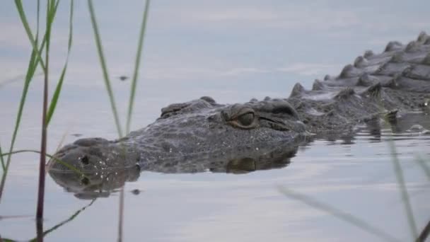 Perto Crocodilo Num Lago Reserva Moremi Botsuana — Vídeo de Stock