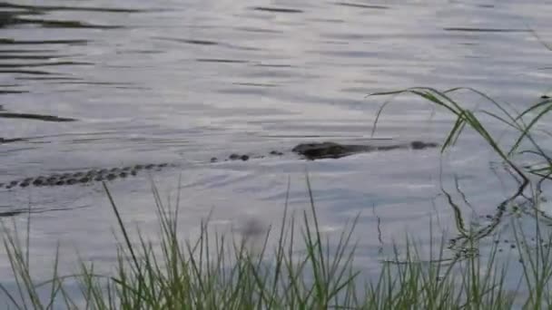 Крокодил Озере Заповеднике Мореми Ботсвана — стоковое видео