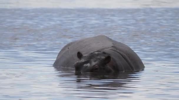 Hippo Mergulha Debaixo Água Lago — Vídeo de Stock