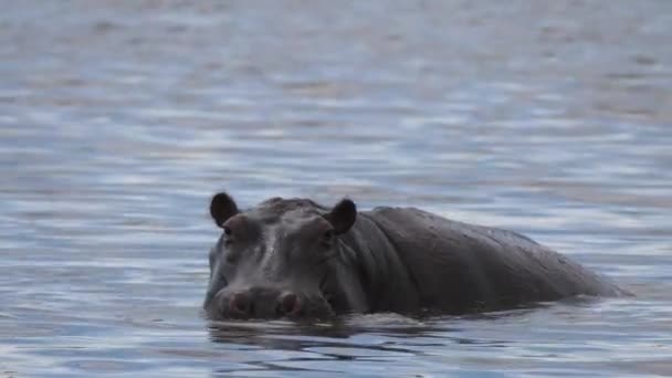 Eenzame Geeuwen Nijlpaard Een Meer — Stockvideo