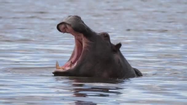 Hippopotame Bâillant Dans Lac — Video