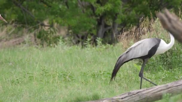 Trois grues volantes se promènent dans la forêt