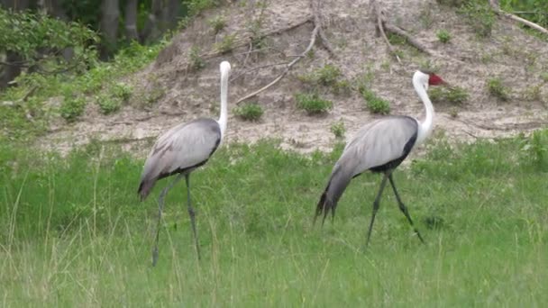 Drie Wattled Kraanvogels Zoek Naar Voedsel — Stockvideo