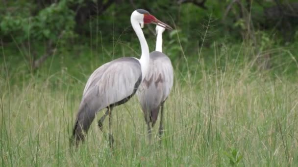 Two Wattled Crane Birds Walking — Stock Video
