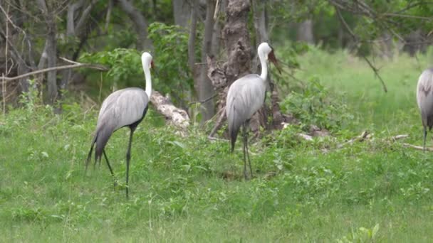 Drei Kranichvögel Laufen Wald Herum — Stockvideo