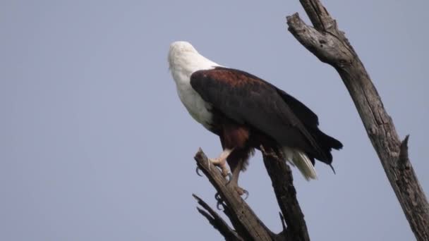 Águila Pescadora Africana Una Rama Volando — Vídeo de stock