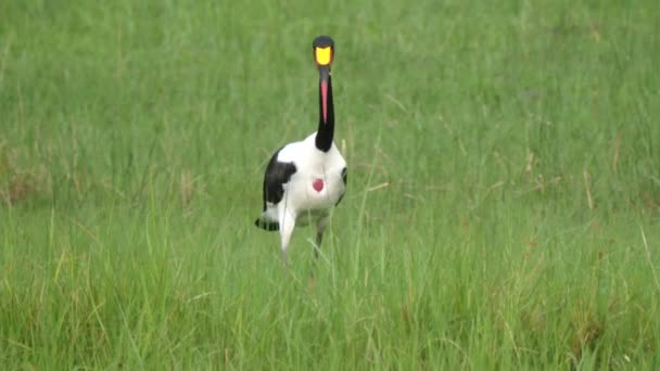 Sadelfakturerad Storkjakt Efter Fisk Våtmarkerna Moremi Viltreservat Botswana — Stockvideo