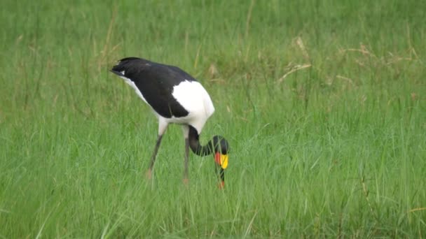 Sattelschnabelstorch Auf Fischjagd Den Feuchtgebieten — Stockvideo