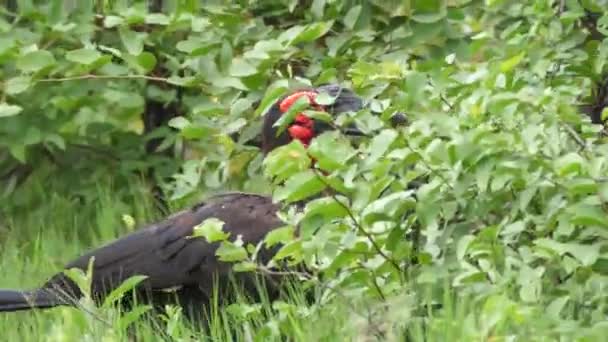 Südlicher Erdhornvogel Läuft Einen Busch Ein — Stockvideo