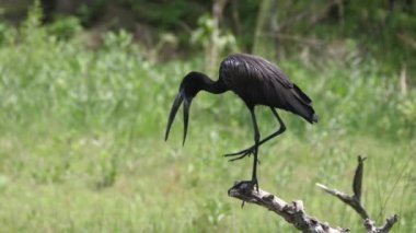 Ağaç gövdesinde Afrika açılış faturası
