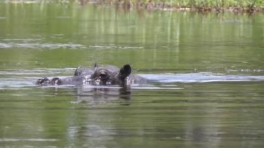 Yavru su aygırı, annesiyle birlikte suyun altına dalıyor.