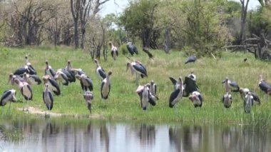 Marabutlar bir gölün etrafında toplanıyor.