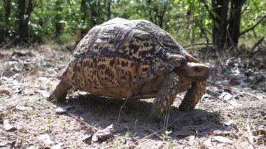 Leopar kaplumbağası yavaşça uzaklaşır.
