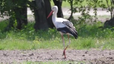 Stork Botswana 'daki Moremi Oyun Rezervi' nde dolaşıyor.