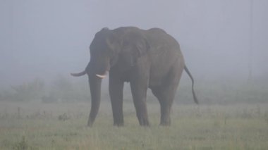 Sisli bir bozkırda fil otluyor