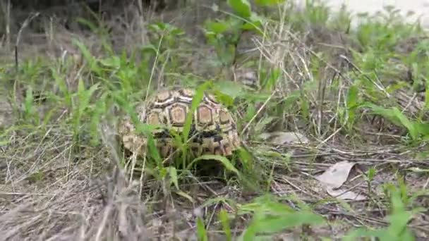 Tortue léopard marche à travers un champ d'herbe
