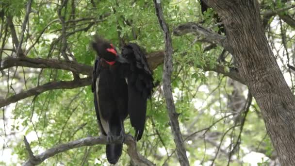Νότιος Κερασφόρος Ένα Δέντρο Καθαρίζει Φτερά Του — Αρχείο Βίντεο